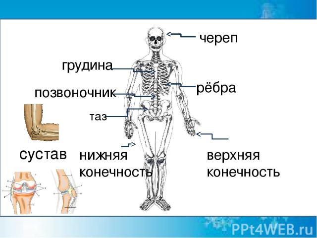 череп грудина рёбра позвоночник таз верхняя конечность сустав нижняя конечность