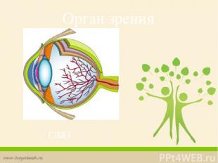 Орган зрения глаз