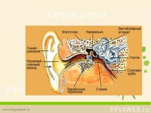 Орган слуха ухо