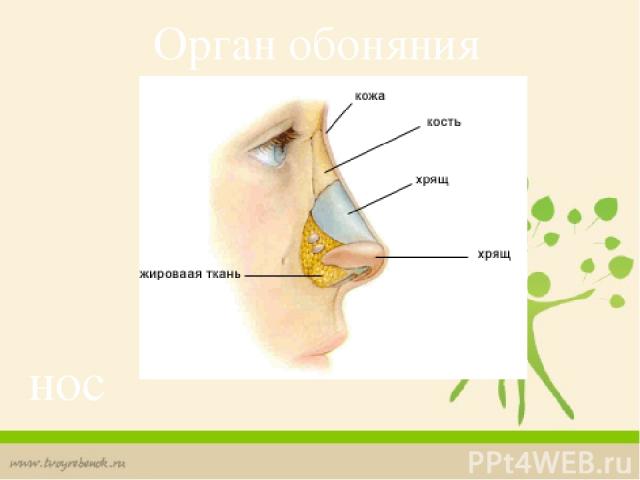 Орган обоняния нос