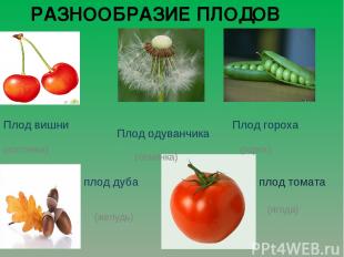 РАЗНООБРАЗИЕ ПЛОДОВ плод томата (ягода) плод дуба (желудь) Плод вишни Плод одува