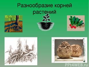 Разнообразие корней растений