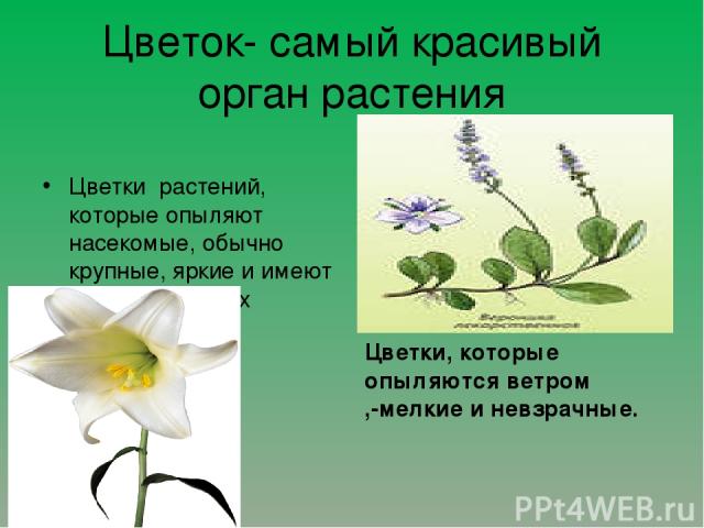 Цветок- самый красивый орган растения Цветки растений, которые опыляют насекомые, обычно крупные, яркие и имеют сильный запах ц Цветки, которые опыляются ветром ,-мелкие и невзрачные.