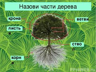 Назови части дерева крона корни ствол листья ветви