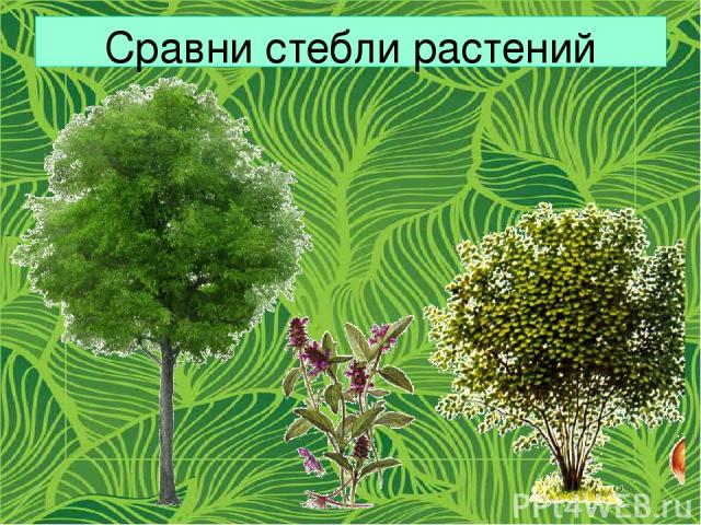 Сравни стебли растений