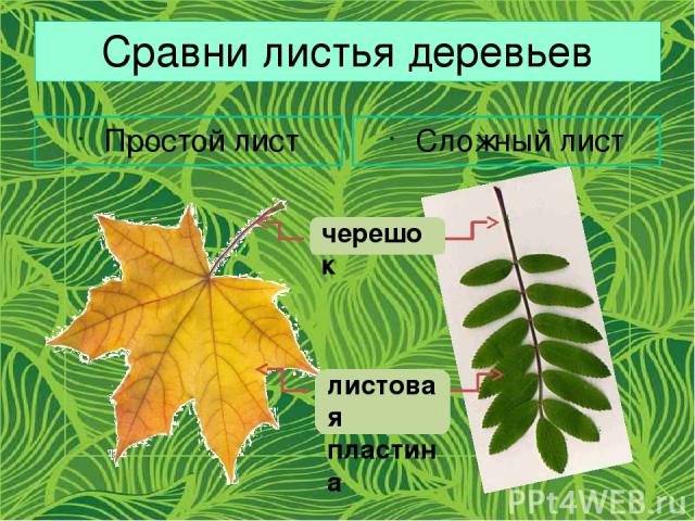 Сравни листья деревьев Простой лист Сложный лист черешок листовая пластина