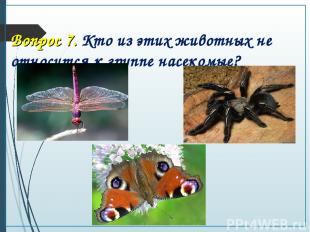 Вопрос 7. Кто из этих животных не относится к группе насекомые?