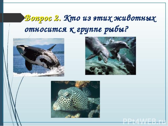 Вопрос 2. Кто из этих животных относится к группе рыбы?