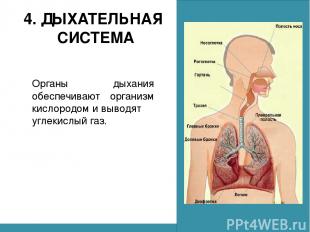 4. ДЫХАТЕЛЬНАЯ СИСТЕМА Органы дыхания обеспечивают организм кислородом и выводят