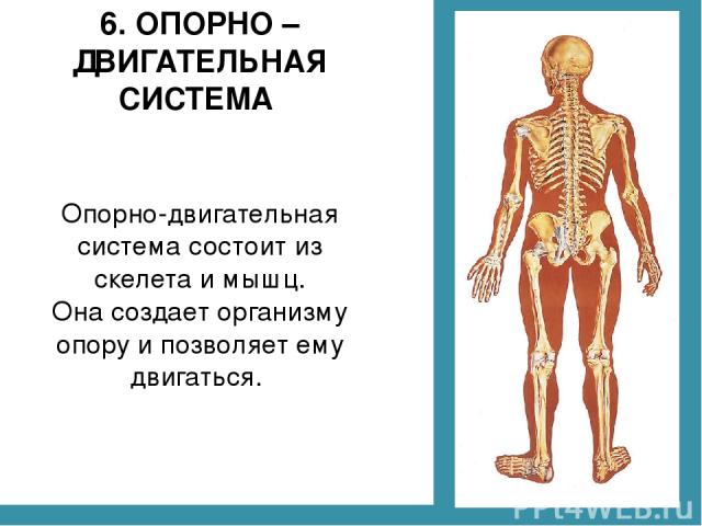 6. ОПОРНО –ДВИГАТЕЛЬНАЯ СИСТЕМА Опорно-двигательная система состоит из скелета и мышц. Она создает организму опору и позволяет ему двигаться.
