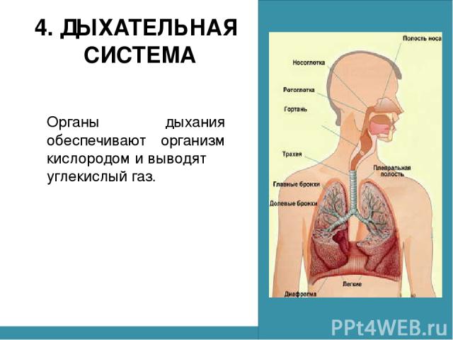 4. ДЫХАТЕЛЬНАЯ СИСТЕМА Органы дыхания обеспечивают организм кислородом и выводят углекислый газ.