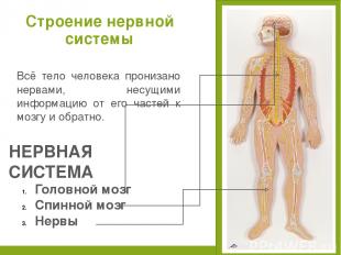 Всё тело человека пронизано нервами, несущими информацию от его частей к мозгу и