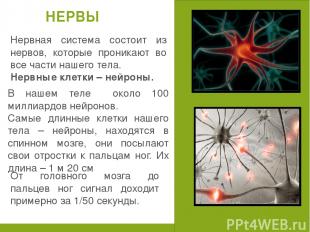 Нервная система состоит из нервов, которые проникают во все части нашего тела. Н