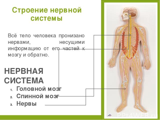 Всё тело человека пронизано нервами, несущими информацию от его частей к мозгу и обратно. Головной мозг Спинной мозг Нервы Строение нервной системы НЕРВНАЯ СИСТЕМА