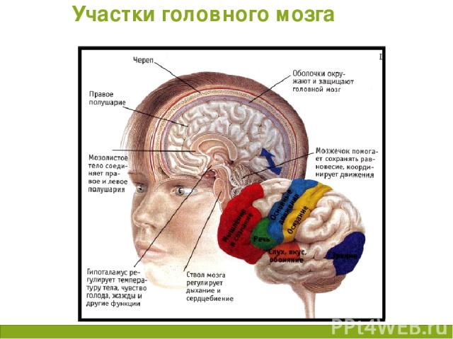 Участки головного мозга