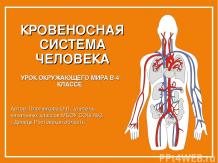Презентация "Кровеносная система человека"