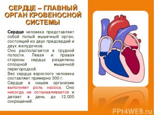 Сердце человека представляет собой полый мышечный орган, состоящий из двух предс