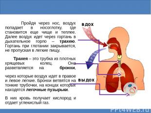 Дыхательная система Пройдя через нос, воздух попадает в носоглотку, где становит