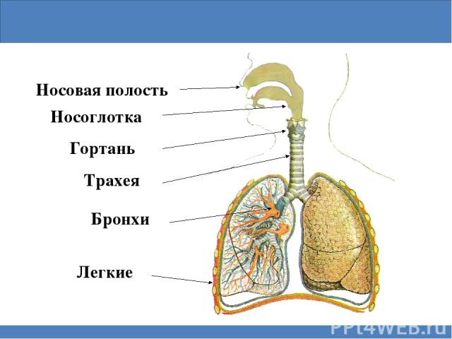 Дыхательная система Носоглотка Носовая полость Гортань Трахея Бронхи Легкие
