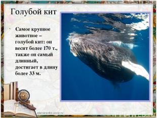 Голубой кит Самое крупное животное – голубой кит: он весит более 170 т., также о