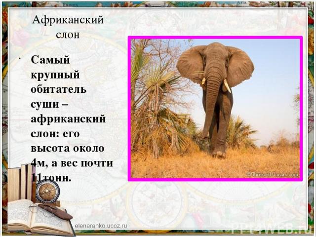 Африканский слон Самый крупный обитатель суши – африканский слон: его высота около 4м, а вес почти 11тонн.