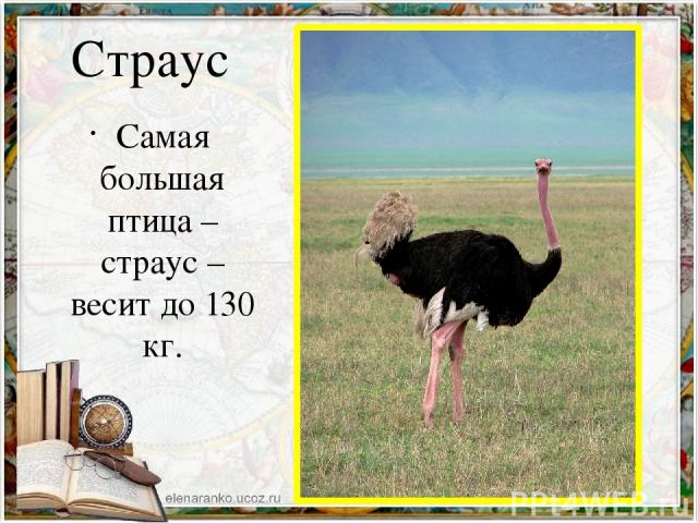 Страус Самая большая птица – страус – весит до 130 кг.