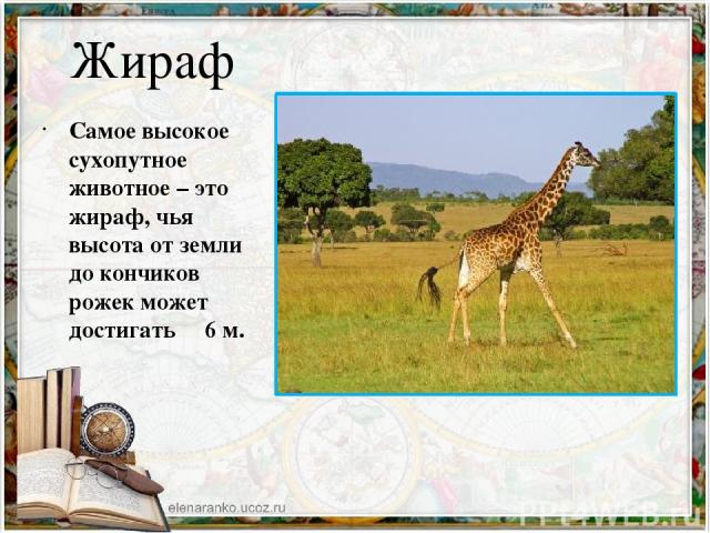 Жираф Самое высокое сухопутное животное – это жираф, чья высота от земли до кончиков рожек может достигать 6 м.