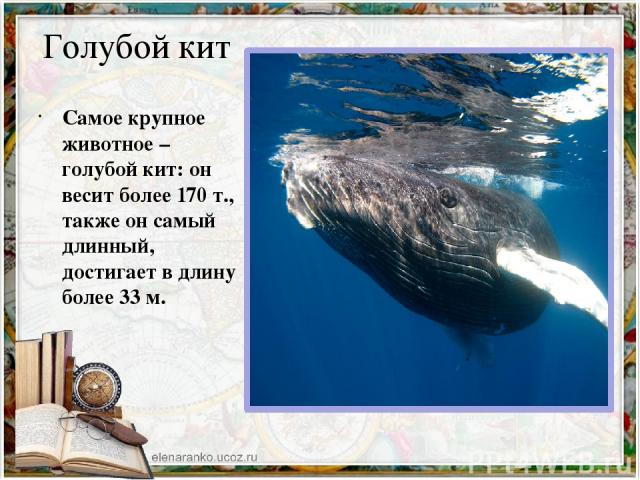 Голубой кит Самое крупное животное – голубой кит: он весит более 170 т., также он самый длинный, достигает в длину более 33 м.