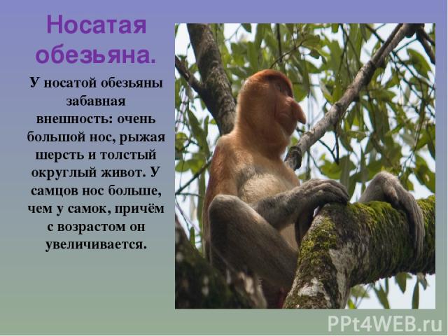 Носатая обезьяна. У носатой обезьяны забавная внешность: очень большой нос, рыжая шерсть и толстый округлый живот. У самцов нос больше, чем у самок, причём с возрастом он увеличивается.