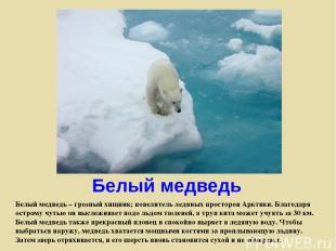 Белый медведь Белый медведь – грозный хищник; повелитель ледяных просторов Аркти