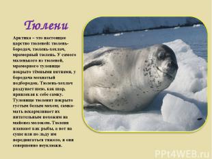Тюлени Арктика – это настоящее царство тюленей: тюлень-бородач, тюлень-хохлач, м