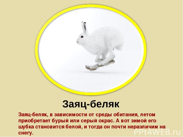Заяц-беляк Заяц-беляк, в зависимости от среды обитания, летом приобретает бурый или серый окрас. А вот зимой его шубка становится белой, и тогда он почти неразличим на снегу.