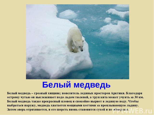 Белый медведь Белый медведь – грозный хищник; повелитель ледяных просторов Арктики. Благодаря острому чутью он выслеживает подо льдом тюленей, а труп кита может учуять за 30 км. Белый медведь также прекрасный пловец и спокойно ныряет в ледяную воду.…