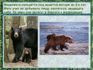 Медвежата находятся под защитой матери до 2-х лет. Мать учит их добывать пищу, о
