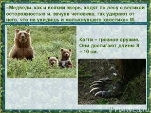 «Медведи, как и всякий зверь, ходят по лесу с великой осторожностью и, зачуяв че