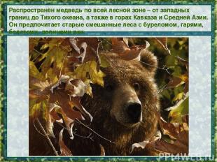 Распространён медведь по всей лесной зоне – от западных границ до Тихого океана,
