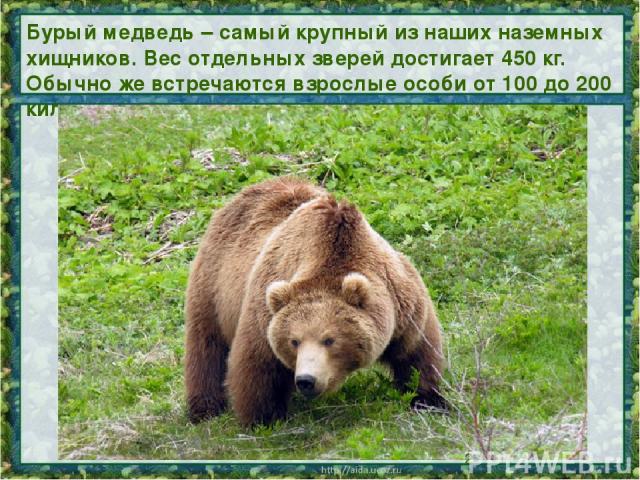 Бурый медведь – самый крупный из наших наземных хищников. Вес отдельных зверей достигает 450 кг. Обычно же встречаются взрослые особи от 100 до 200 килограммов.