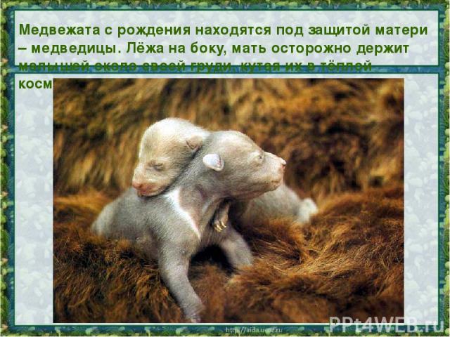 Медвежата с рождения находятся под защитой матери – медведицы. Лёжа на боку, мать осторожно держит малышей около своей груди, кутая их в тёплой косматой шерсти.