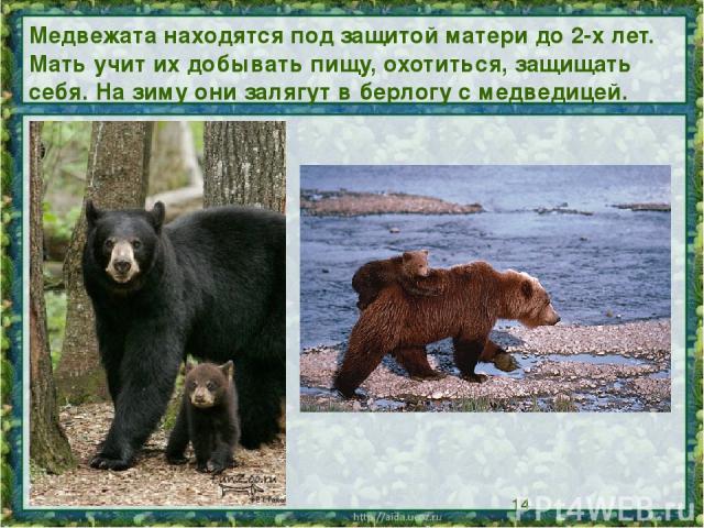 Медвежата находятся под защитой матери до 2-х лет. Мать учит их добывать пищу, охотиться, защищать себя. На зиму они залягут в берлогу с медведицей.