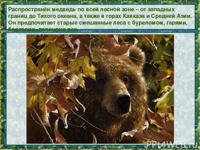 Распространён медведь по всей лесной зоне – от западных границ до Тихого океана, а также в горах Кавказа и Средней Азии. Он предпочитает старые смешанные леса с буреломом, гарями, болотами, долинами рек.
