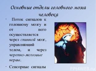 Основные отделы головного мозга человека Поток сигналов к головному мозгу и от н