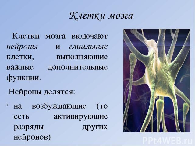 Клетки мозга Клетки мозга включают нейроны и глиальные клетки, выполняющие важные дополнительные функции. Нейроны делятся: на возбуждающие (то есть активирующие разряды других нейронов) и тормозные (препятствующие возбуждению других нейронов).