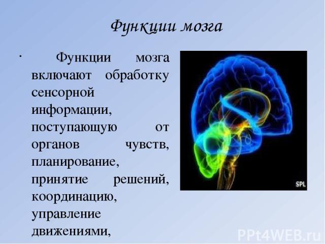 Функции мозга Функции мозга включают обработку сенсорной информации, поступающую от органов чувств, планирование, принятие решений, координацию, управление движениями, положительные и отрицательные эмоции, внимание, память. Мозг человека выполняет в…