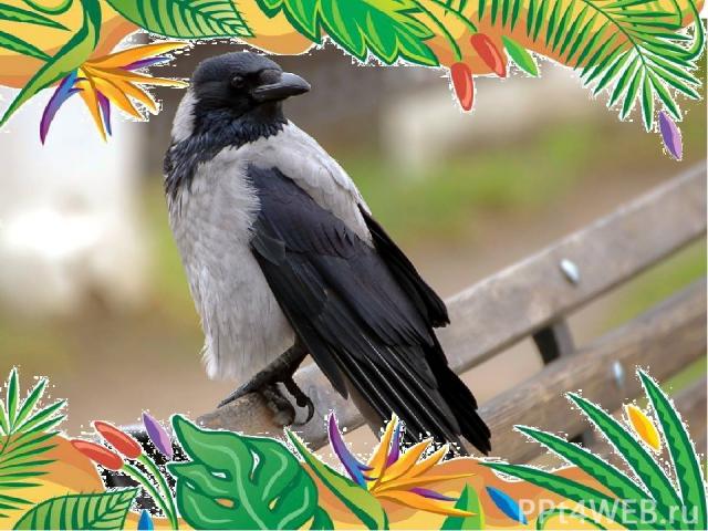 Самая умная птица - ворона. Вороны — прекрасные подражатели: они могут повторять разнообразные звуки и слова человеческой речи. Лексикон некоторых особей включал в себя более 150 слов.