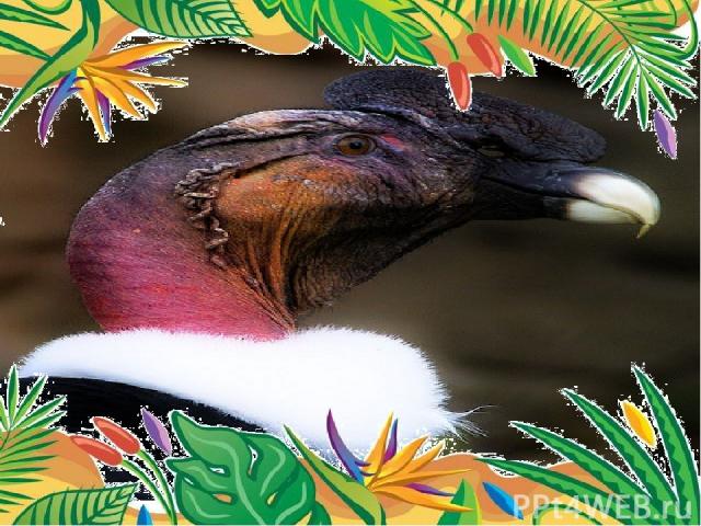 Самая крупная птица – андский кондор Самцы в среднем весят 9-12 кг. Размах крыльев от 3 м до 5 м. Могут с высоты в 7000 м разглядеть на земле тело павшего животного. 
