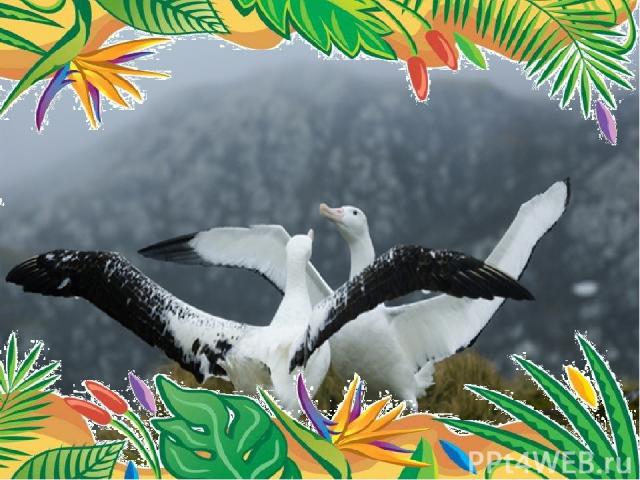 Самый большой размах крыльев – у странствующего альбатроса.   Размах крыльев 3,63 м. 