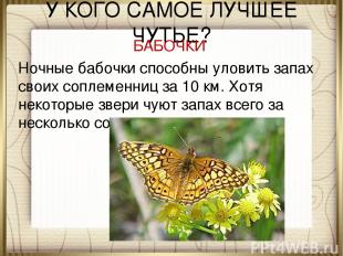 У КОГО САМОЕ ЛУЧШЕЕ ЧУТЬЕ? БАБОЧКИ Ночные бабочки способны уловить запах своих с