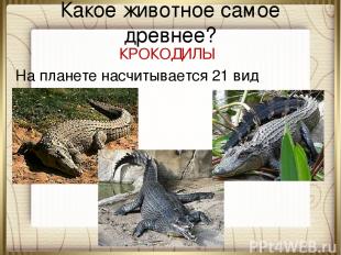 Какое животное самое древнее? КРОКОДИЛЫ На планете насчитывается 21 вид крокодил