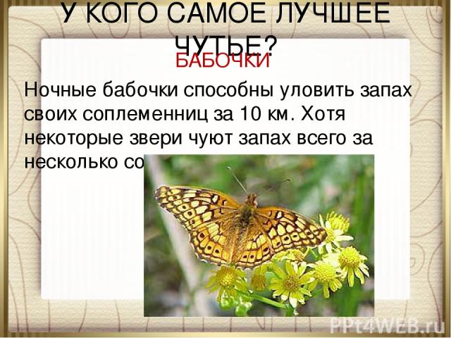 У КОГО САМОЕ ЛУЧШЕЕ ЧУТЬЕ? БАБОЧКИ Ночные бабочки способны уловить запах своих соплеменниц за 10 км. Хотя некоторые звери чуют запах всего за несколько сотен метров.