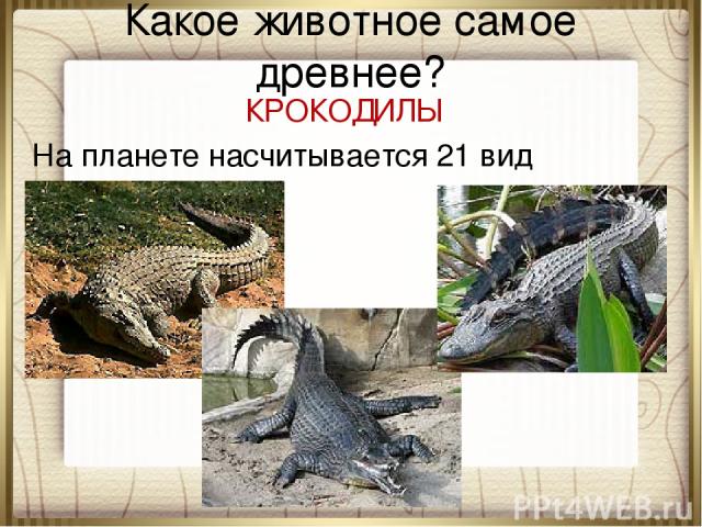 Какое животное самое древнее? КРОКОДИЛЫ На планете насчитывается 21 вид крокодилов.